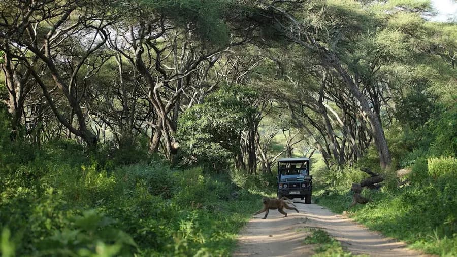 andbeyond-lake-manyara-tree-lodge-tanzania — dining
