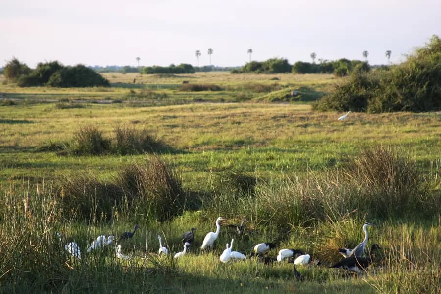 duba-plains-camp-great-plains-botswana — spa