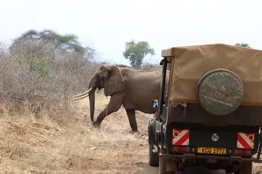 elsas-kopje-meru-kenya — hero