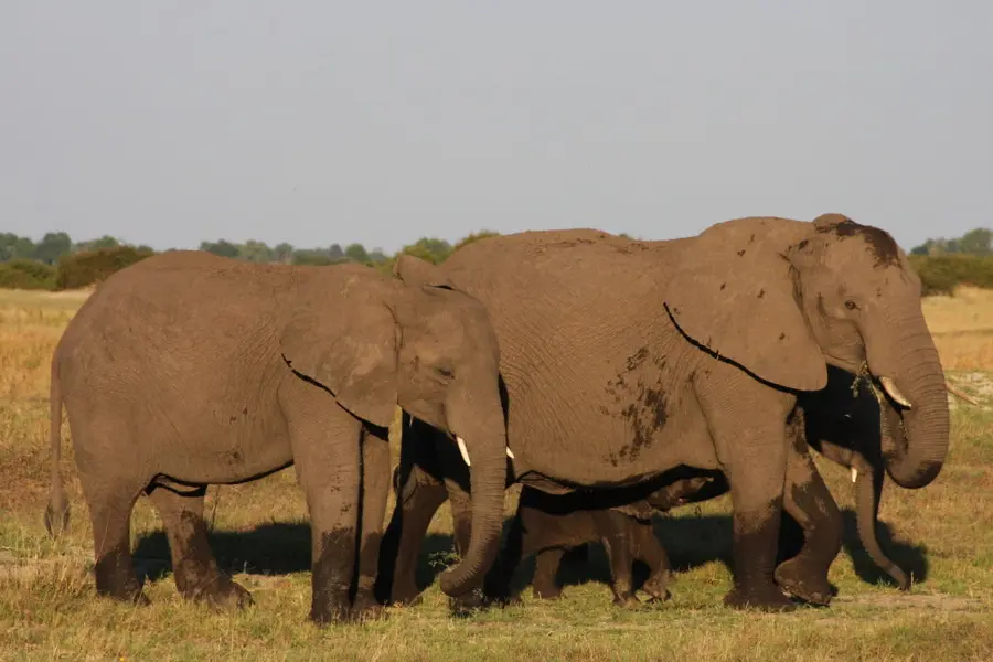 duba-plains-camp-great-plains-botswana — pool