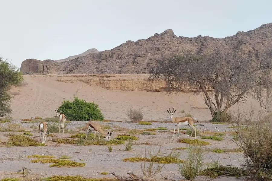 hoanib-skeleton-coast-camp-namibia — pool