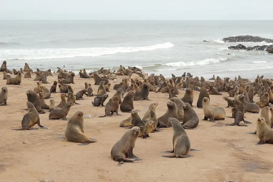 hoanib-skeleton-coast-camp-namibia — room