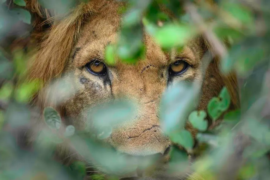 magashi-camp-akagera-rwanda — pool