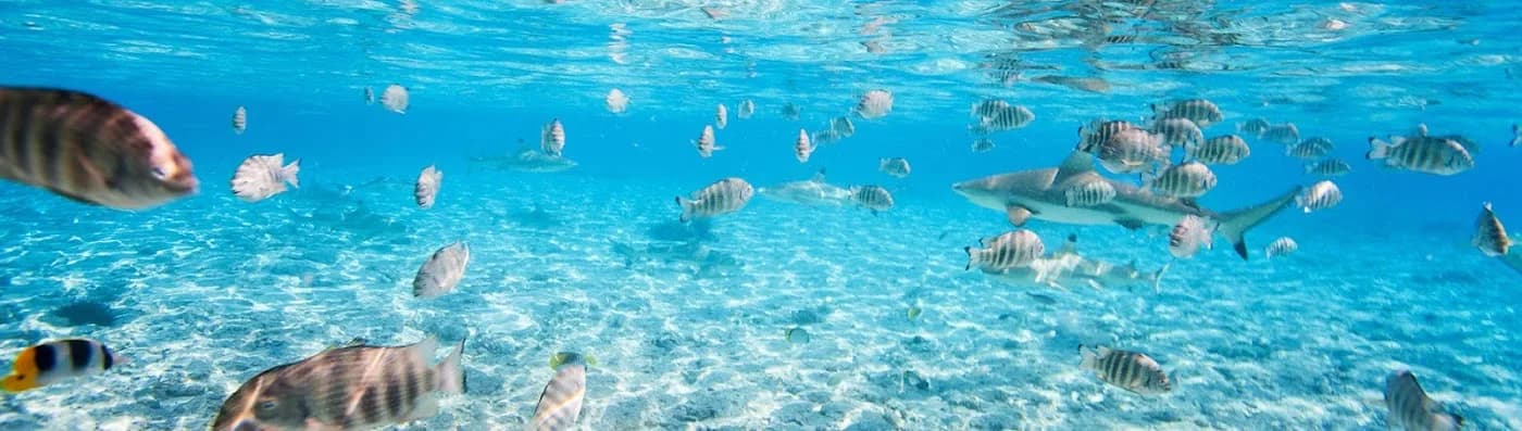 rohotu-fare-lodge-bora-bora β hero