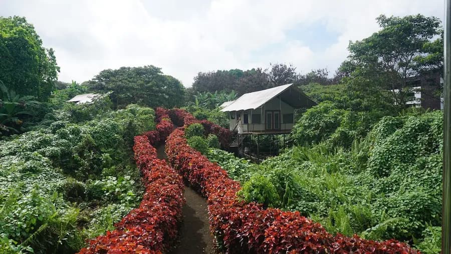 scalesia-galapagos-lodge-galapagos — dining