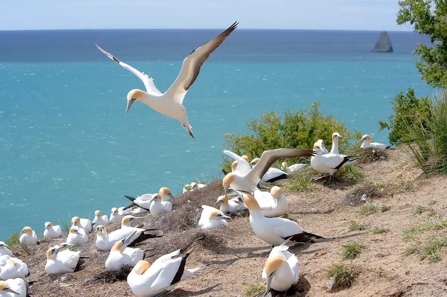 the-farm-at-cape-kidnappers-new-zealand — pool
