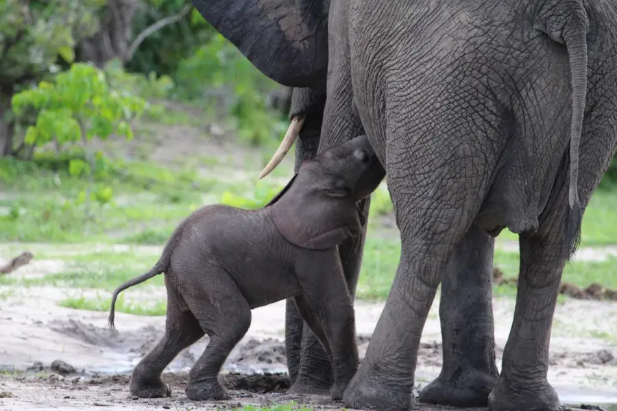 vumbura-plains-okavango-botswana — pool